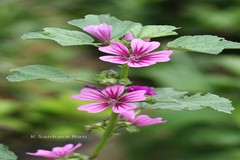 Malva sylvestris